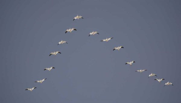 Snow geese flying in V formation